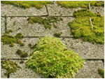 Moss on Roof