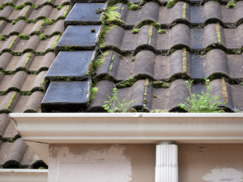 Spanish Tile Roof with Moss